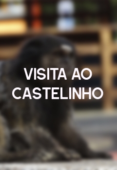 VISITA AO CASTELINHO